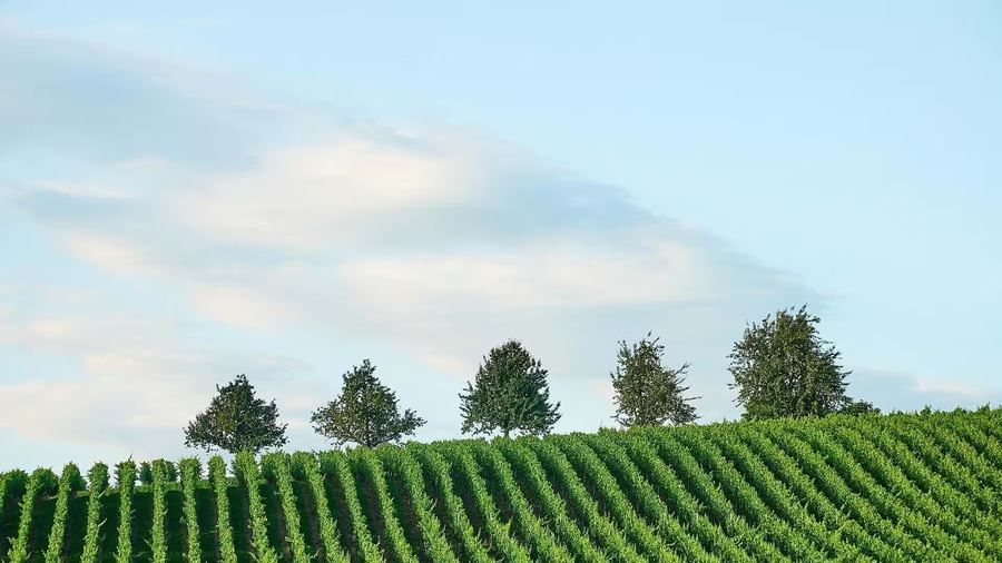 Des rangs de vigne alignés à perte de vue sous un ciel bleu, une rangée d'arbres à l'horizon